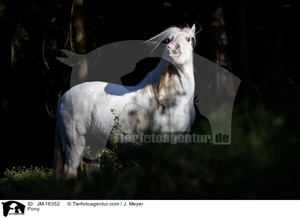 Pony / Pony / JM-16352