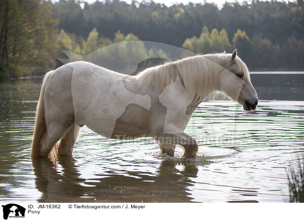 Pony / JM-16362