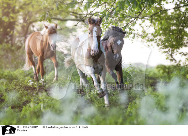 Ponies / BK-02082