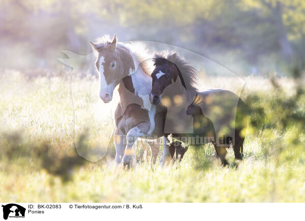 Ponies / BK-02083