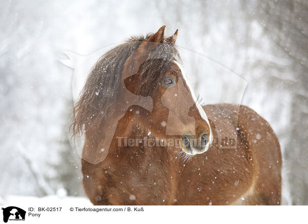 Pony / Pony / BK-02517