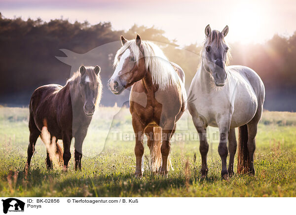 Ponys / BK-02856