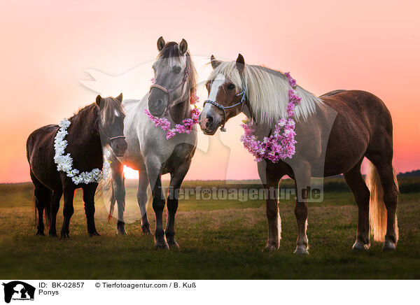 Ponys / BK-02857