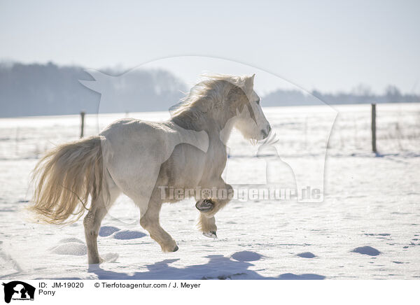 Pony / JM-19020