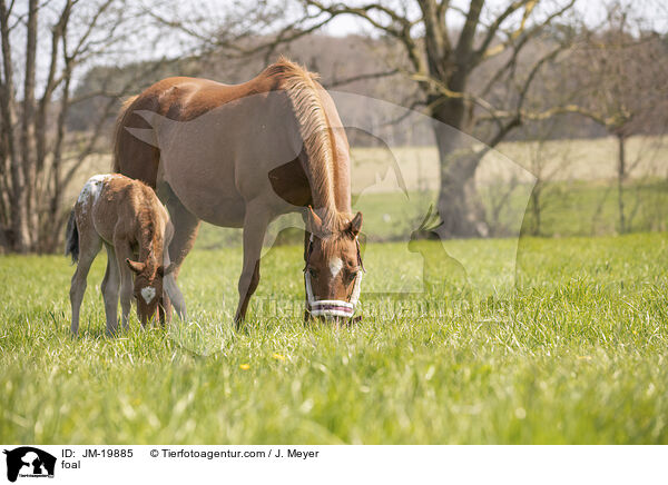 foal / JM-19885