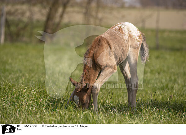 foal / JM-19886