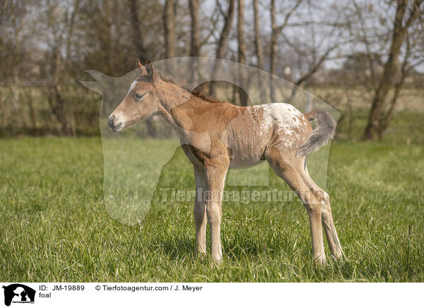 foal / JM-19889