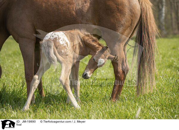 foal / JM-19890