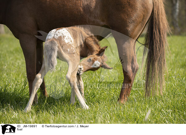 foal / JM-19891