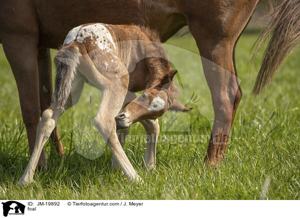 foal / JM-19892