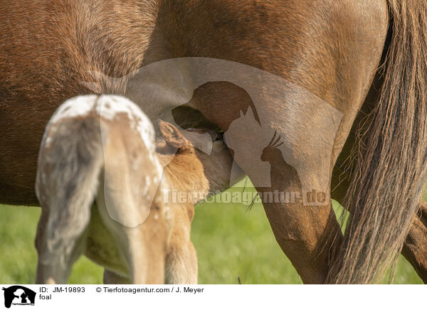 foal / JM-19893