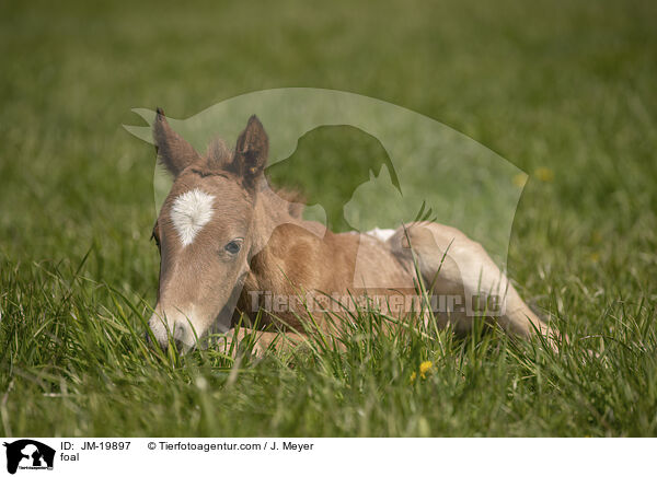 foal / JM-19897