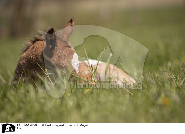 foal / JM-19899