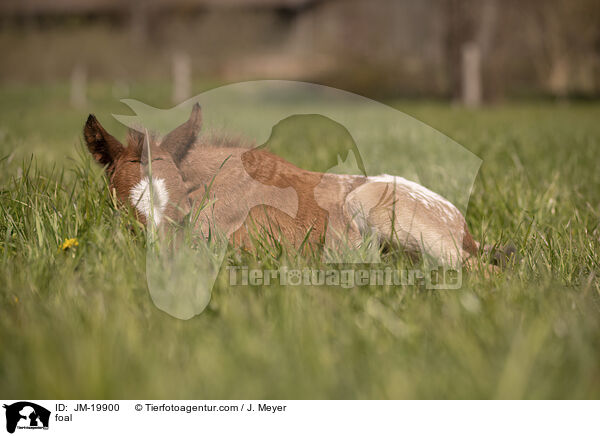 foal / JM-19900