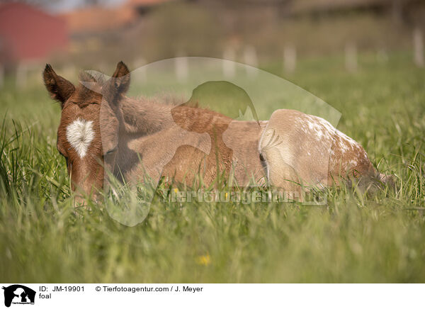 foal / JM-19901