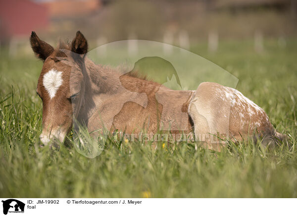 foal / JM-19902
