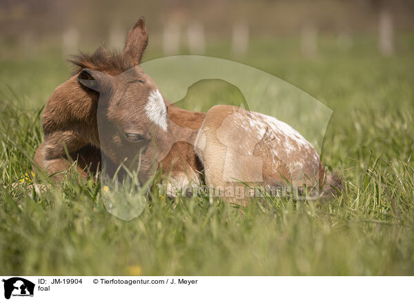 foal / JM-19904