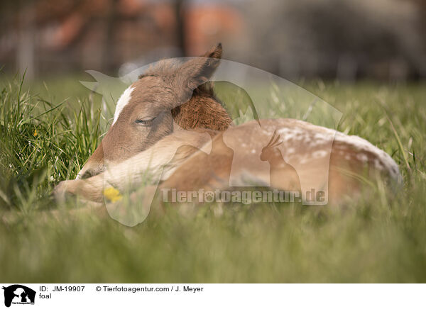 Fohlen / foal / JM-19907