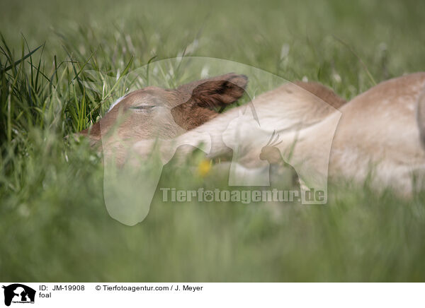 foal / JM-19908