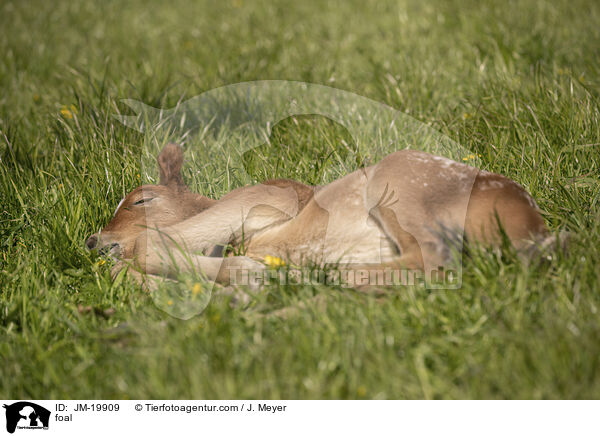 Fohlen / foal / JM-19909
