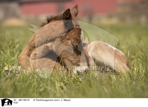 foal / JM-19910