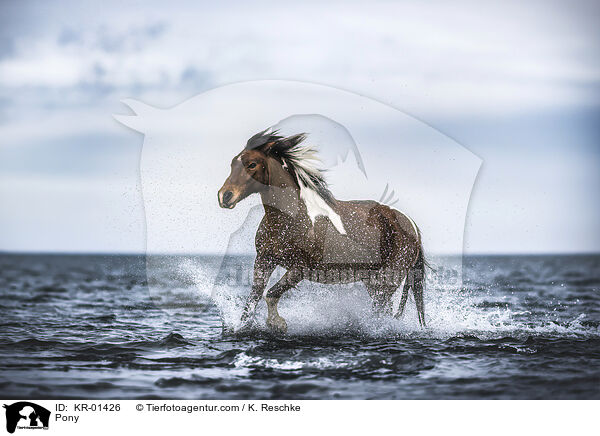 Pony / Pony / KR-01426