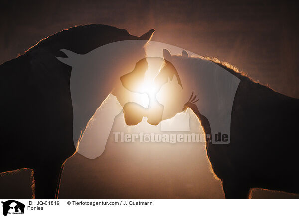 Ponies / JQ-01819