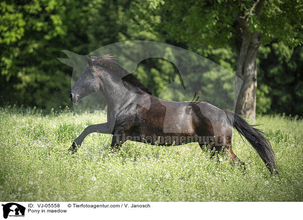 Pony in maedow / VJ-05558