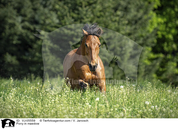 Pony in maedow / VJ-05559