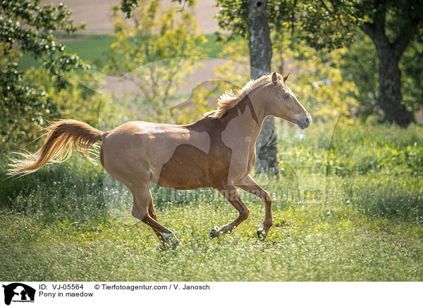 Pony in maedow / VJ-05564