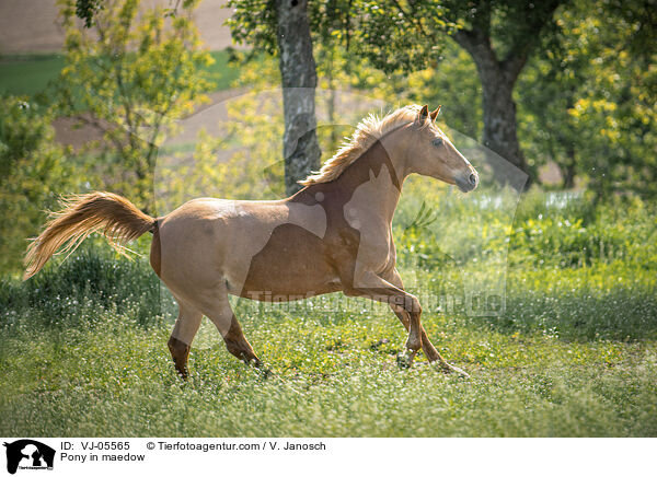 Pony in maedow / VJ-05565