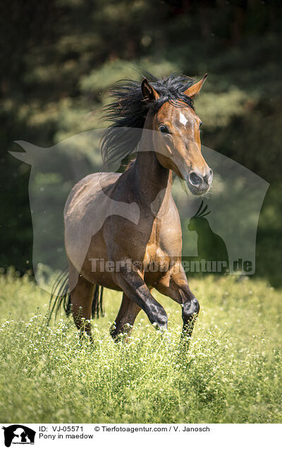 Pony in maedow / VJ-05571