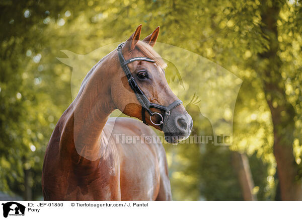 Pony / Pony / JEP-01850