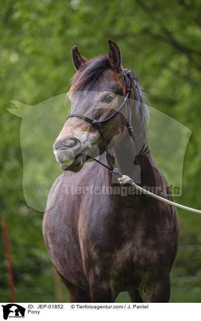 Pony / Pony / JEP-01852