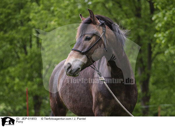 Pony / Pony / JEP-01853