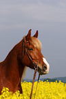 Pony Portrait