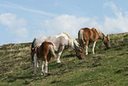 Ponies