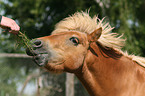 eating pony
