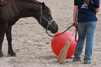 pony