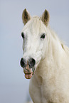 Pony Portrait