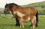 2 horses