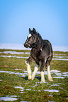 walking foal