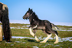 galloping foal