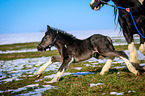 galloping foal