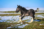 galloping foal