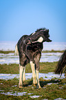 foal