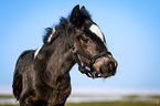 foal portrait