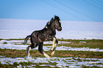 galloping foal