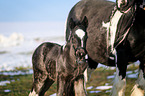 foal