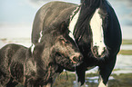 mare and foal